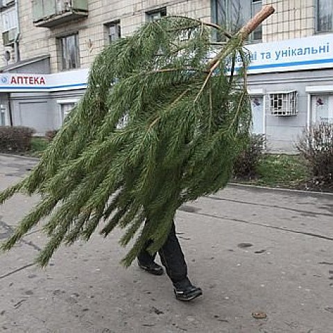 Львів’ян закликають не купувати живі ялинки на свята