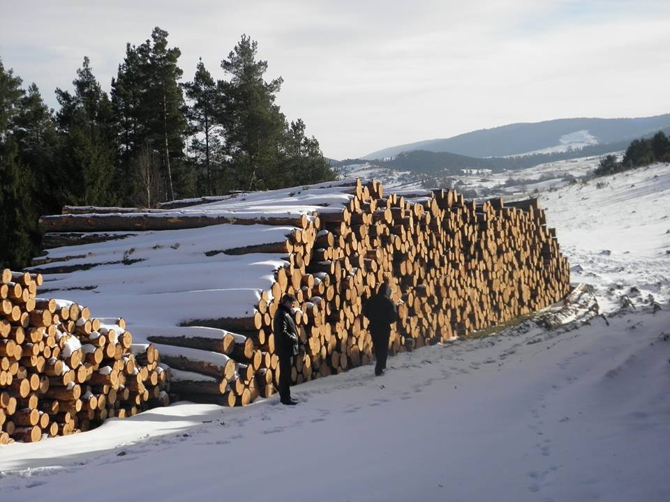 Активист обнародовал шокирующие фото вырубки лесов на Старосамборщине