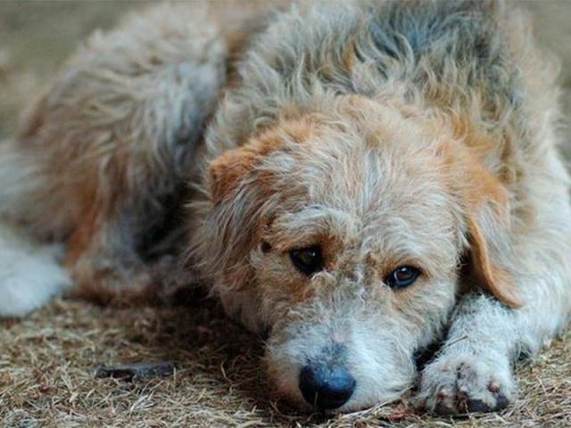 На Львовщине изверг жестоко убил более 20 собак