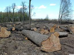 За вырубку леса на 245 тыс. грн. жителя Львовщины оштрафовали на 1300 грн.