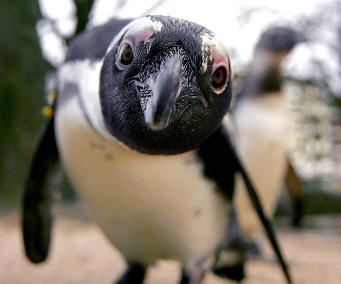 Пінгвіни, остерігайтеся! Над Антарктидою підняли прапори бойовиків “ДНР” (ФОТОФАКТ)