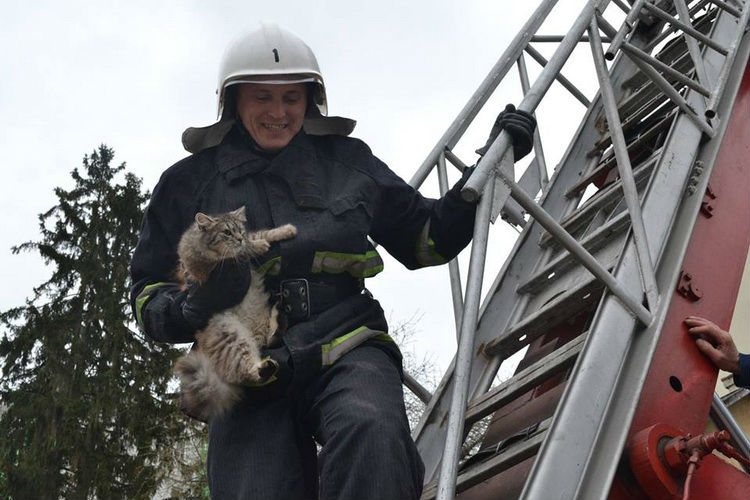 У Львові рятувальники дістали перелякане кошеня із 25-метрового дерева (відео)