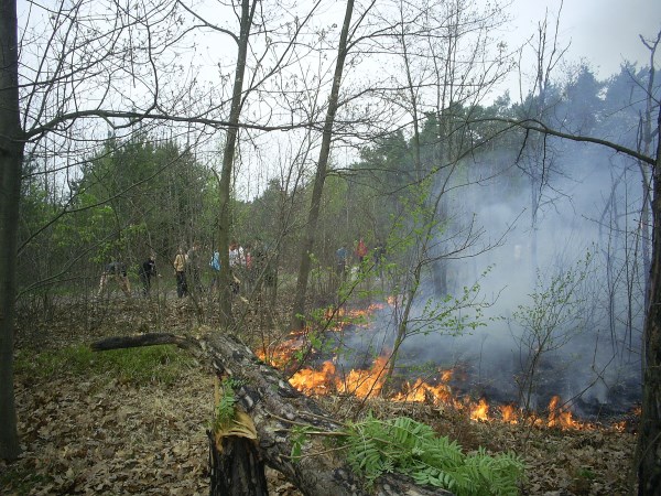 На Львовщине из-за халатности горел лес (фото)