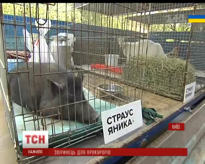 До Генпрокуратури привезли зоопарк Януковича, але без страусів (ВІДЕО)