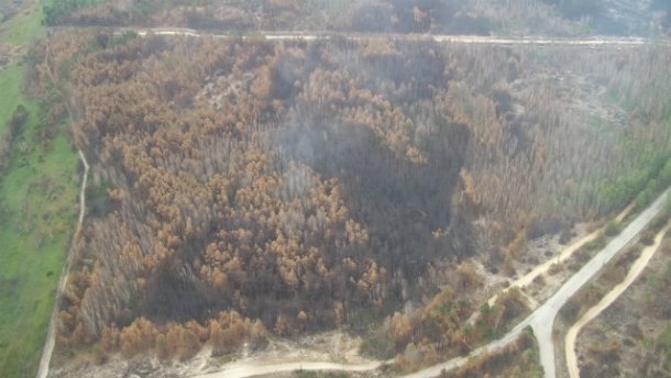 У Чорнобильській зоні триває пожежа уже четверту добу