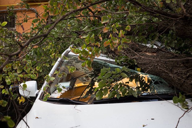 У Львові величезне дерево впало на автомобіль: є постраждалі (ФОТО)
