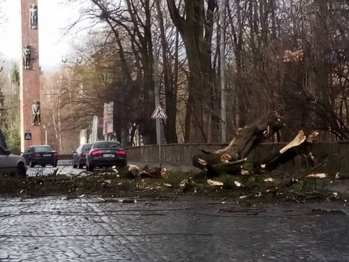 На вул. Стрийській дерево впало на позашляховик (ФОТО)