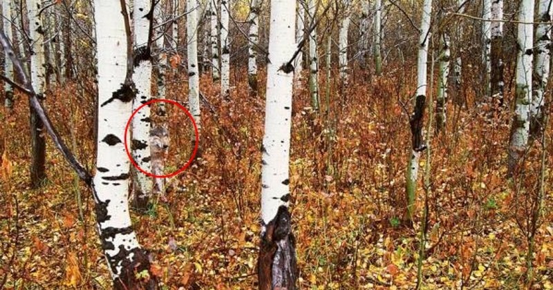 То, что ученые обнаружили в чернобыльском лесу, шокировало весь мир! (ФОТО)