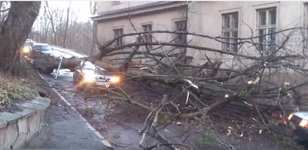Опубліковано моторошне відео падіння величезного дерева на  таксі у Львові