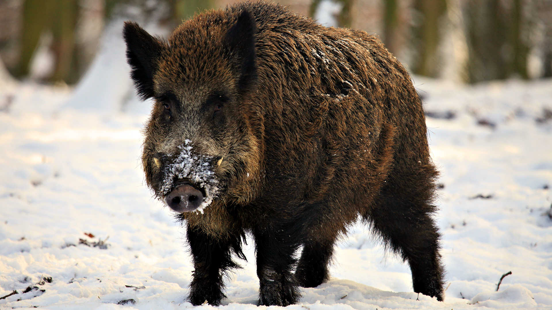 На Полтавщині зафіксовано спалах африканської чуми свиней