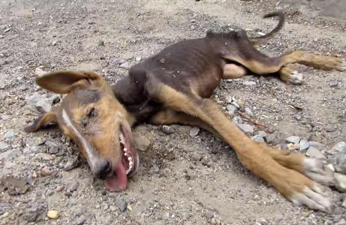 Вони знайшли на вулиці мертву собаку. Як раптом сталося щось неможливе… (ФОТО, ВІДЕО+18)