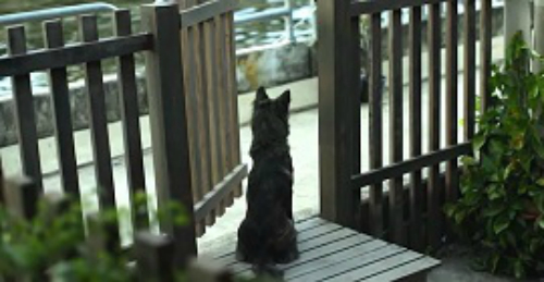 Кожен день цей пес самотньо сидить біля хвіртки. Побачивши, кого він чекав, ти не зможеш стримати сліз …