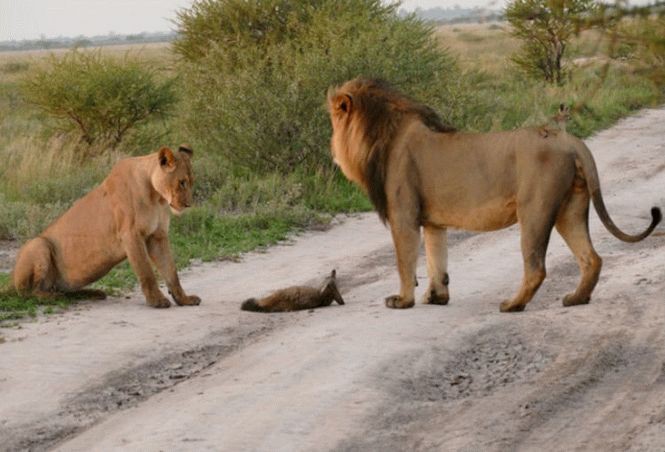 Два леви наблизилися до пораненої лисички … Потім сталося те, що не піддається поясненню! (ФОТО)