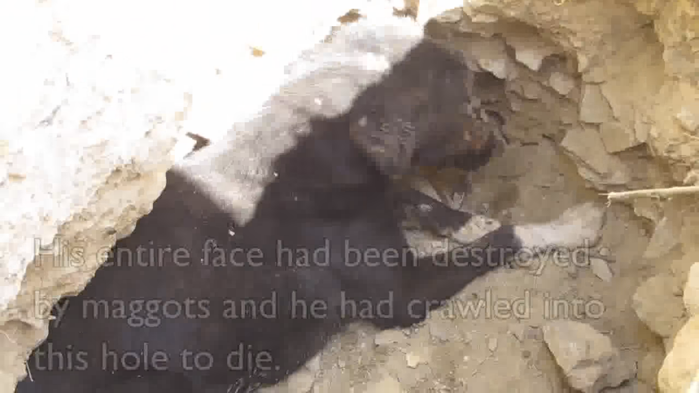 Рятувальники не повірили своїм очам, коли побачили морду цього пса. Шокуючі кадри (Відео +18)