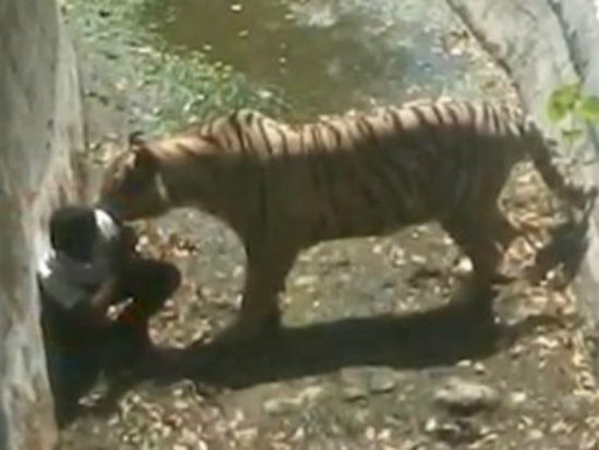 Шокуюче відео: хлопець потрапив у вольйер до тигра, те що ти він з ним зробив… (ВІДЕО+18)