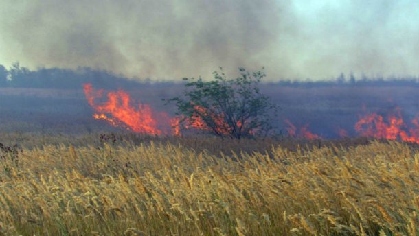 На Луганщині палає ліс: жахливі наслідки (ФОТО)