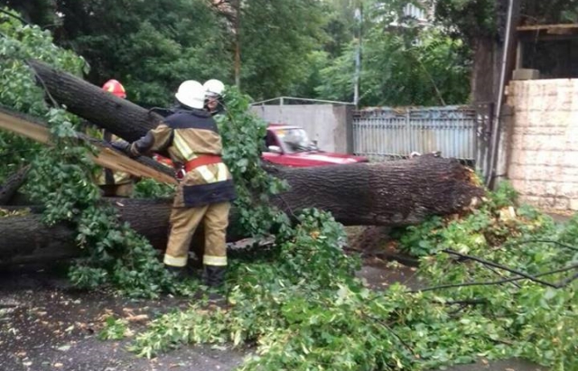 Наслідки буревію в Ужгороді: повалені дерева, розчавлені авто і пошкоджені комунікації на стовпах (ФОТО)