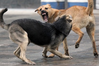 У Львові бездомні собаки напали на дівчину (Фото)