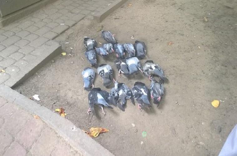 Невідомі складають мертвих голубів просто посеред вулиці (ФОТОФАКТ)