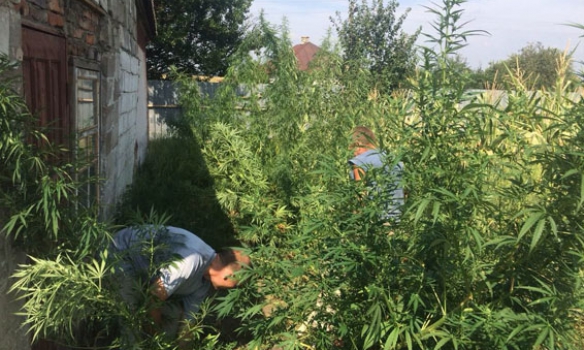 У Волновасі поліція викрила чоловіка, який вирощував коноплю: Вартість “врожаю” оцінили в 300 тис. грн