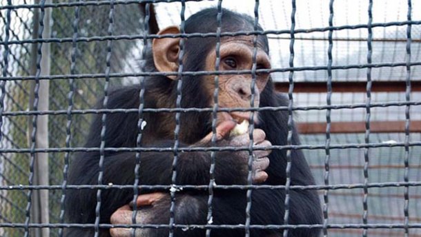 Мавпа відкусила палець немовляті з Маріуполя