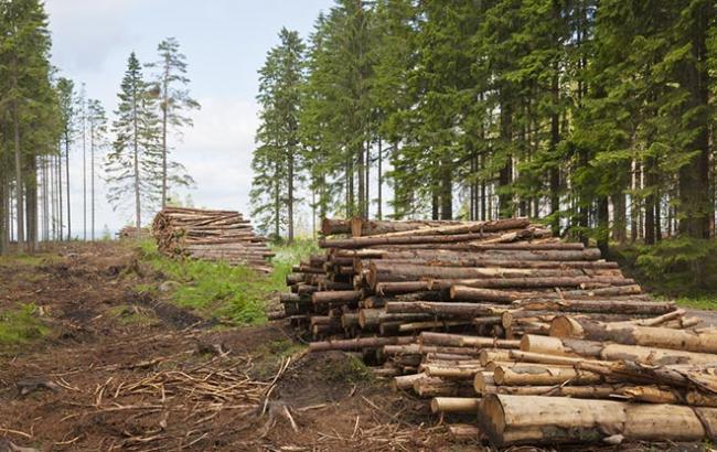 Журналісти викрили цинічну схему масової вирубки лісу на 20 мільйонів гривень