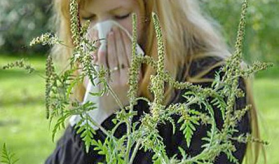 Небезпечна рослина змушує алергіків в Черкасах сидіти вдома
