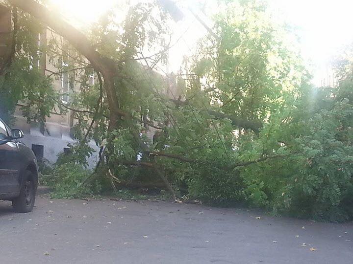 У центрі Львова дерево розтрощило автомобіль (ФОТО)