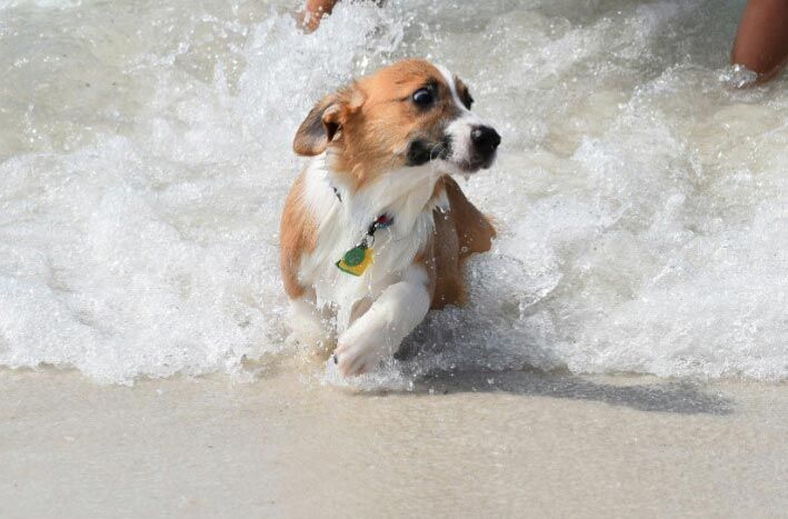 14 смешных собак, которые очень боятся воды (фото)
