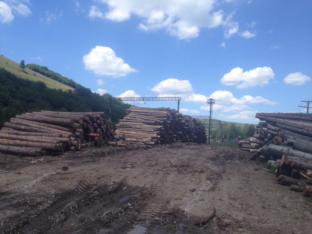 Правоохоронці викрили схеми легалізації лісоматеріалів на суму понад 45 млн грн