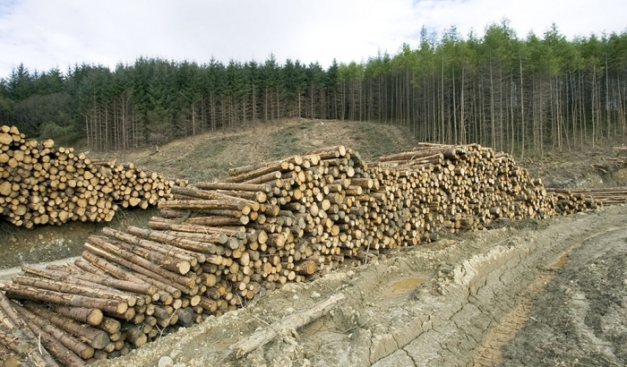 Врятувати український ліс: країна на порозі екологічної катастрофи
