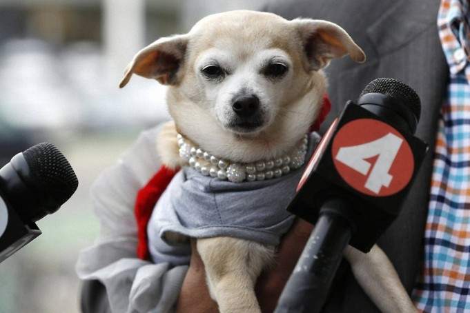 Неймовірно: мером Сан-Франциско є собака (ФОТО)