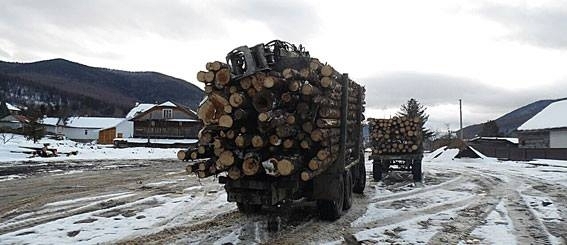 Хто стоїть за незаконними вирубками українських лісів