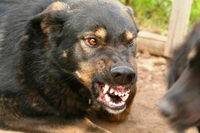Жахіття триває: собаки, які під Києвом загризли ветерана АТО, продовжують нападати на дітей (ВІДЕО)