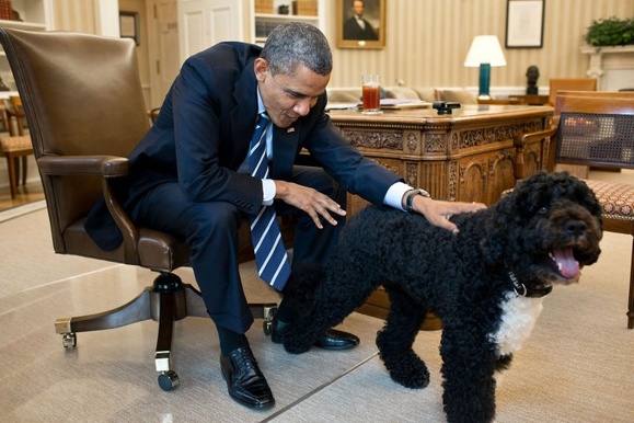 Понівечив не на жарт: собака Обами напав на подругу сім’ї (ФОТО). Те, що він зробив з нею, шокує. Вона може залишитися з цим назавжди