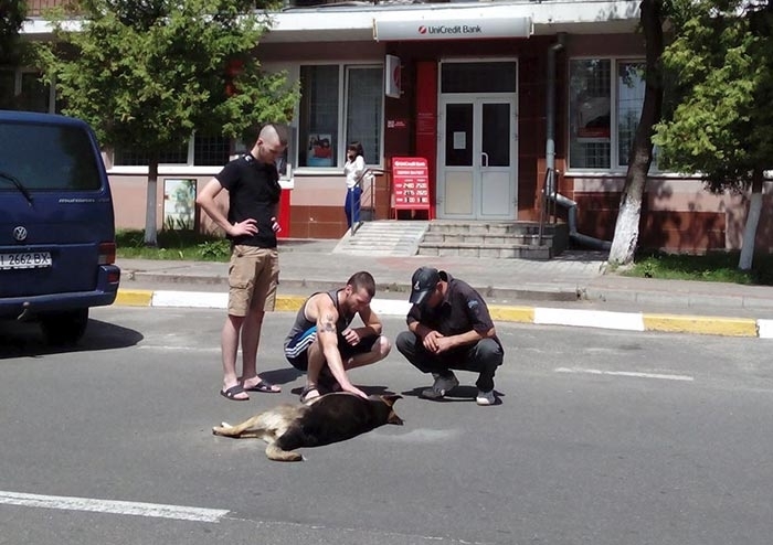 Обережно! У Львові власники тварин б’ють на сполох: домашніх улюбленців труять просто на вулицях міста