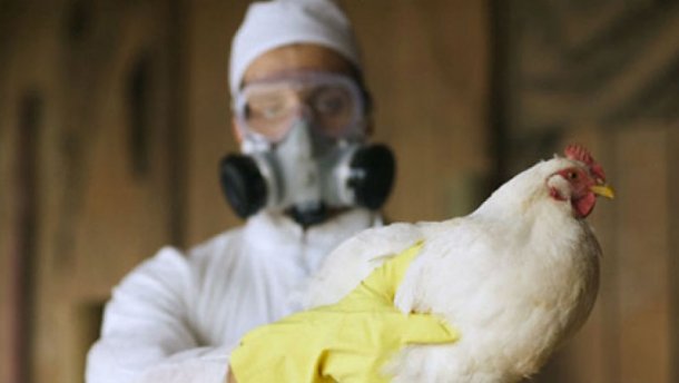 У двох областях України зафіксували пташиний грип
