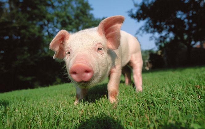 Будьте уважні! В Україні зафіксовано спалах епідемії свинячої чуми