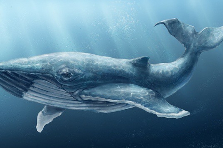 Нова жертва “синього кита” у Сумах