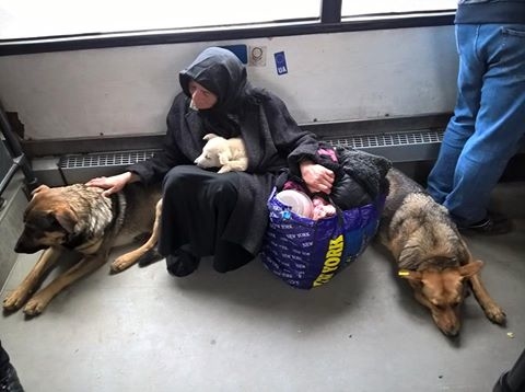 “Чистіші, ніж деякі люди”: фото бродячих собак у маршрутці Львова розбурхало мережу