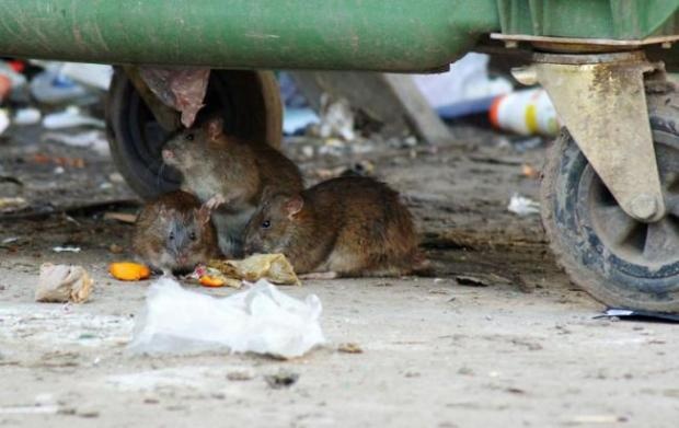ШОК!!! У Львові несподівано на жінку накинувся щур, який вискочив із смітника
