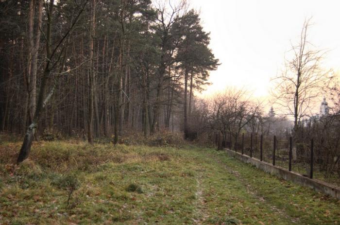 Прогулянка в лісі у Львові: Численні поранення внаслідок пострілу отримав 18-ти річний юнак