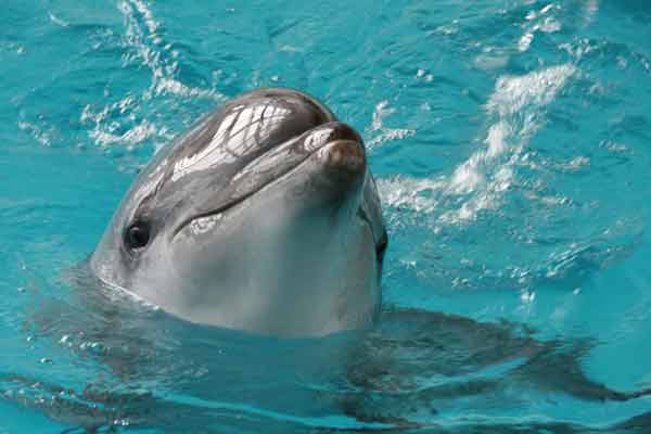 Що ж там коїться? НА Одещині знайшли десятки дохлих дельфінів