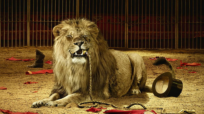 Справжнє жахіття: У цирку лев напав на дресирувальника на очах у дітей (ВІДЕОШОК)