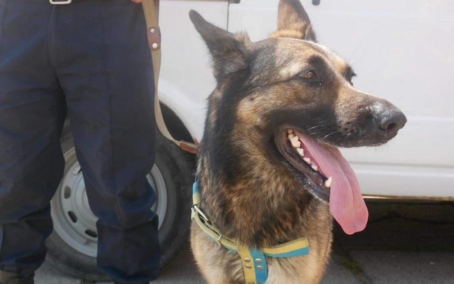 Правоохоронцям ще до неї далеко! Службова собака розкрила криваве вбивство у столиці