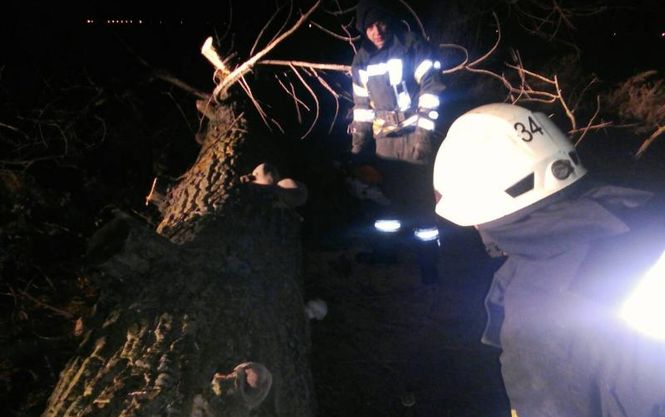 “Отримала смертельні травми…”: На Київщині дерево вбило жінку