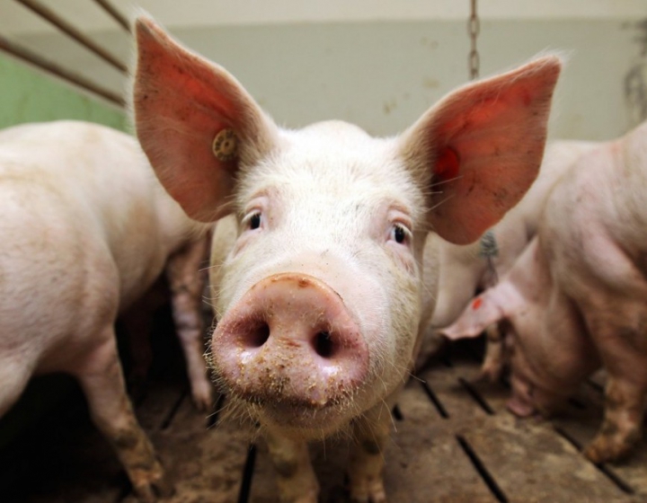 В Україні знайшли африканську чуму свиней