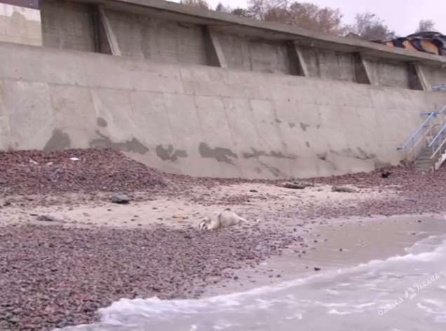 “На пляжі виявили тіло”: В Одесі знайшли труп 20-річної дівчини