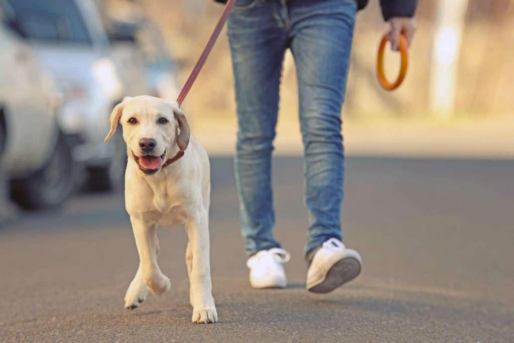 “Штрафи не менше 1000 гривень”: Що чекає власників собак через новий закон