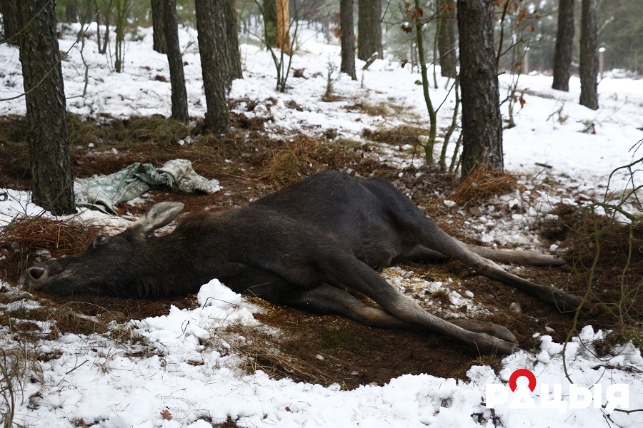 На Львівщині вбили тварину, занесену до Червоної книги